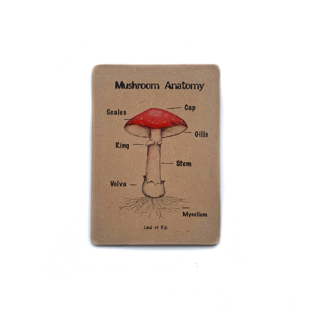 Mushroom Anatomy Wooden Nature Learning Flash Card